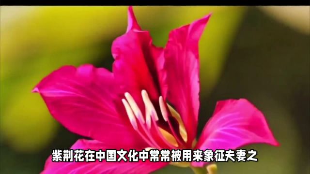 紫荆花花语是什么