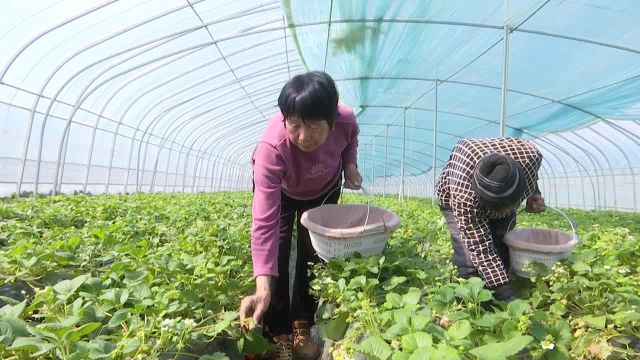 砀山县陇海新村:人勤春来早 草莓销售忙