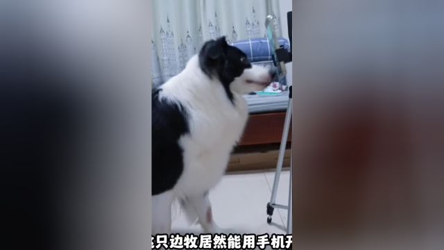 会开播会拍视频的!果然狗是分品种的?!