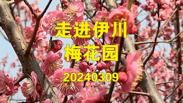 走进伊川梅花园