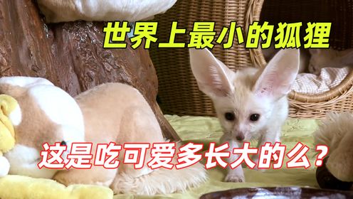 世界上最萌的动物,捧在手里像个嘤嘤怪,没想到被狗狗疯狂追求