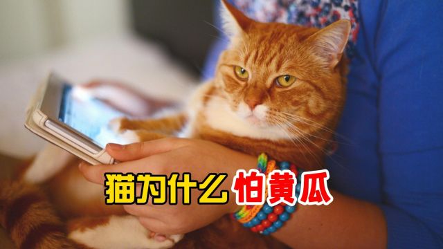 猫咪为什么怕黄瓜,你知道吗?