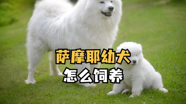 饲养萨摩耶幼犬技巧,看这一篇就够了!