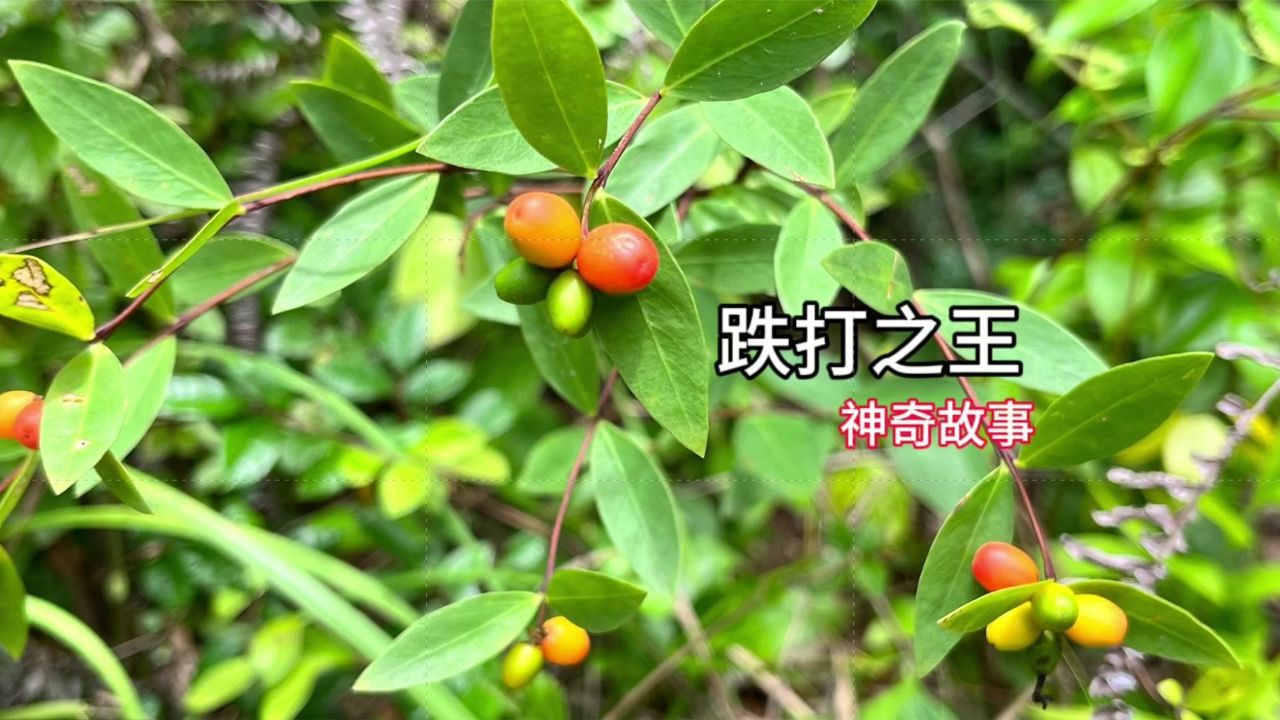 果实诱人的了哥王,当地叫"跌打之王",神奇故事有听过吗?