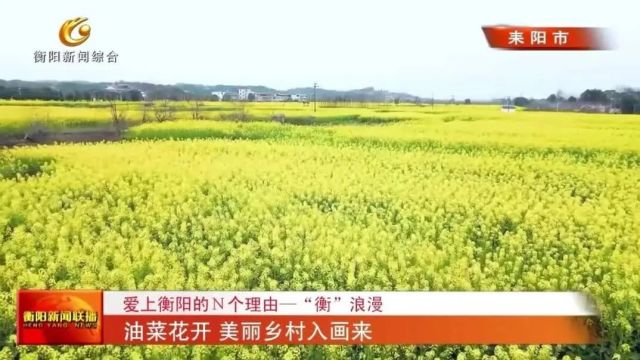 爱上衡阳的N个理由—“衡”浪漫 油菜花开 美丽乡村入画来