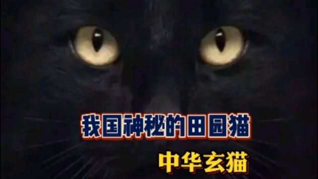 我国神秘的中华田园猫之玄猫