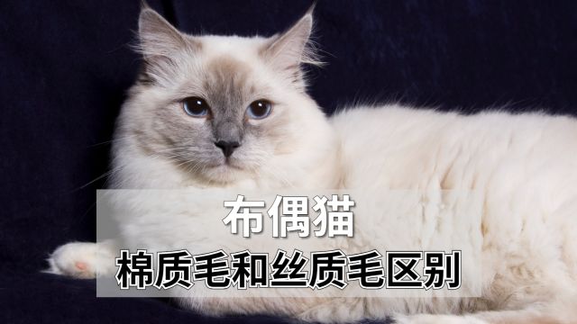 布偶猫棉质毛和丝质毛的区别,教你怎么看