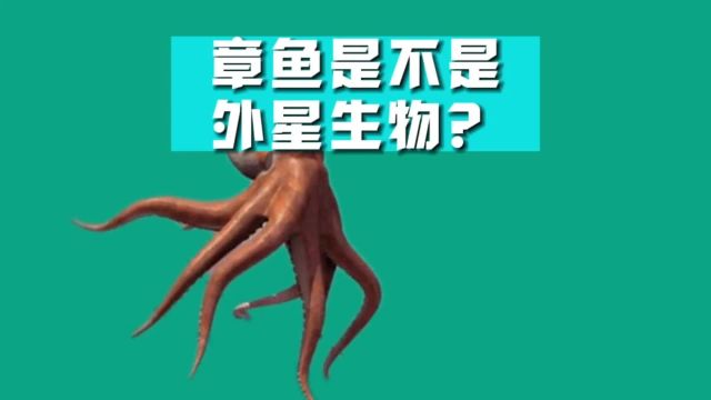 为什么都说章鱼是外星生物?#海洋生物 #科普一下 #动物科普 #章鱼#外星生物