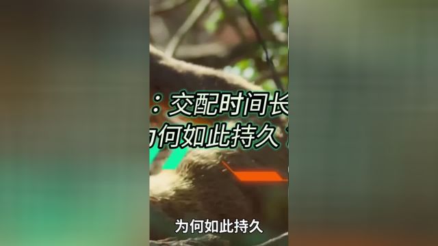 马岛缟狸:交配时间长达八小时,为何如此持久?3马岛缟狸