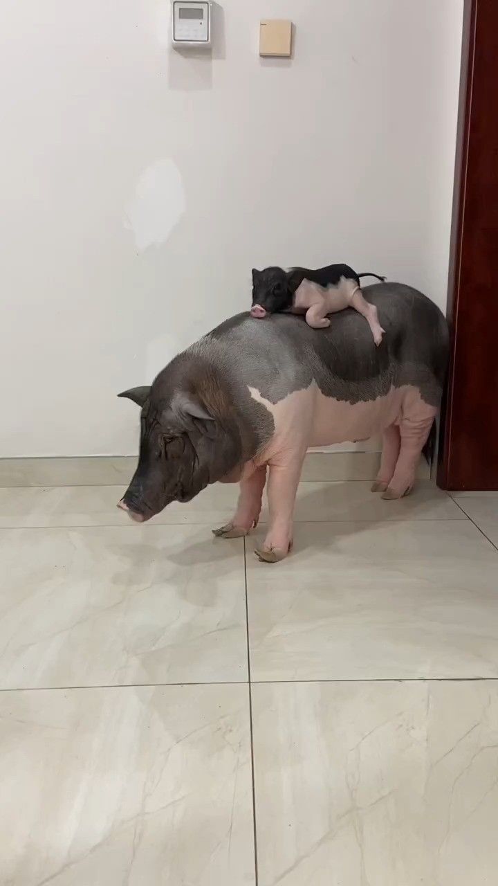 包子和来福能瘦下来吗!哈哈哈#宠物猪#小香猪 #集合吧光合创作者