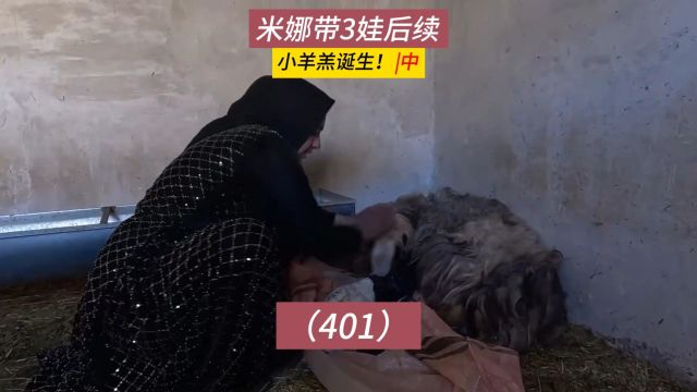 小羊羔诞生!米娜纪录片后续401集,养羊许可证的申办(中)