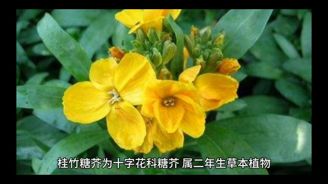 中药桂竹糖芥