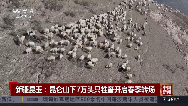 新疆昆玉:昆仑山下7万头只牲畜开启春季转场