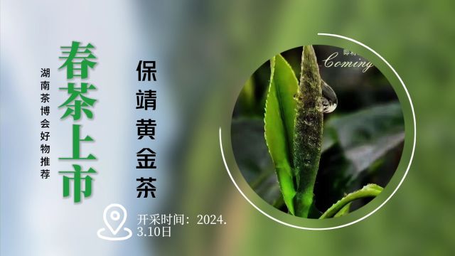 湘西自治州山枣溪茶业有限公司与您相约2024第十六届湖南茶文化节暨紫砂、茶具工艺展