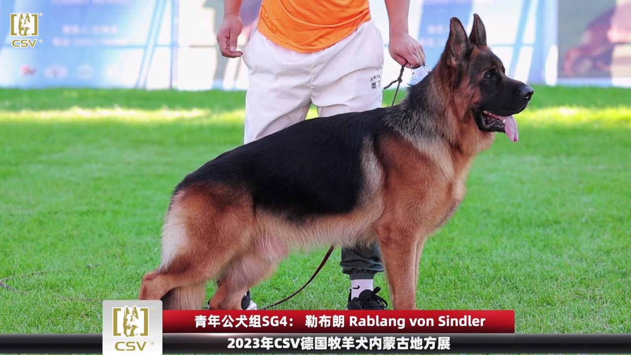 2023年csv德国牧羊犬内蒙古地方展青年公犬组sg4犬只讲评