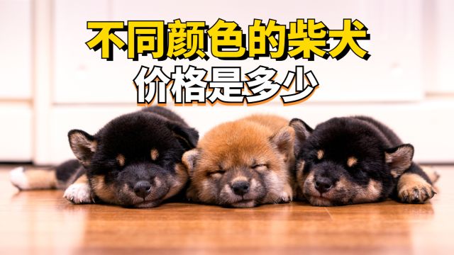 拥有四种颜色的柴犬,价格分别多少?