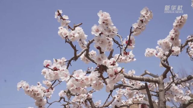 山西芮城:黄河岸畔千亩杏花开