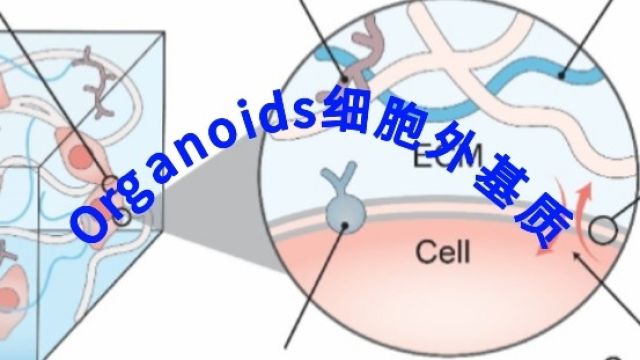 Organoids的ECM结构与机械性能