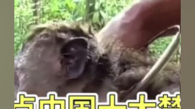 盘点中国十大禁菜,因太残忍被禁止食用!看看你认识几个?中国十大禁菜 3