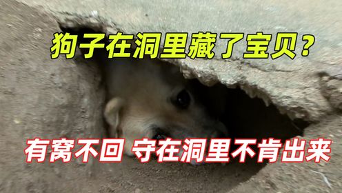 狗狗挖了个洞，每天守在洞口处，主人发现狗子居然在里面藏了宝贝_高清1080P在线观看平台_腾讯视频