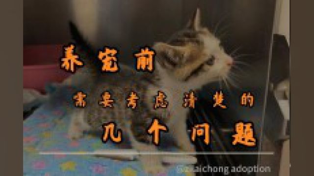 养宠前需要考虑清楚的几个问题 #宠物 #狗狗 #猫咪