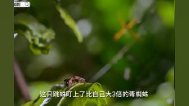 跳蛛可以抓到3倍于自己体重的毒蜘蛛