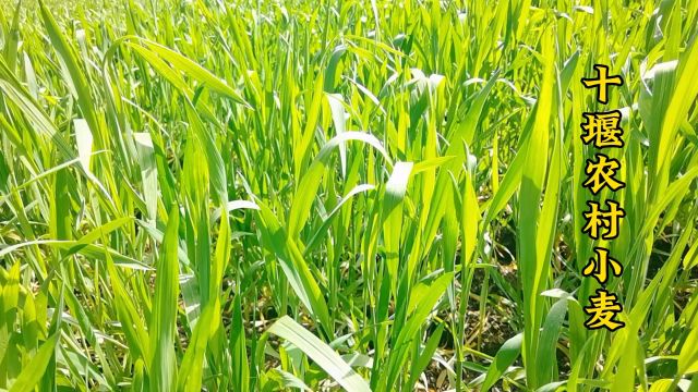 春天里的十堰农村让人陶醉令人欣喜若狂绿油油的小麦一片美丽景象