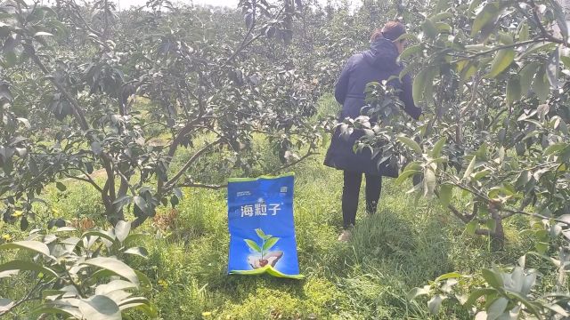 柑橘春季用肥首选海藻颗粒肥海粒子