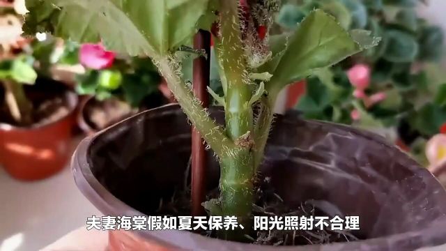 夫妻海棠的种子怎样种存活率更高呢?