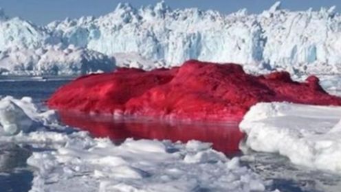 地球告急！南极发现大面积“血”雪，专家：担心的事还是要发生