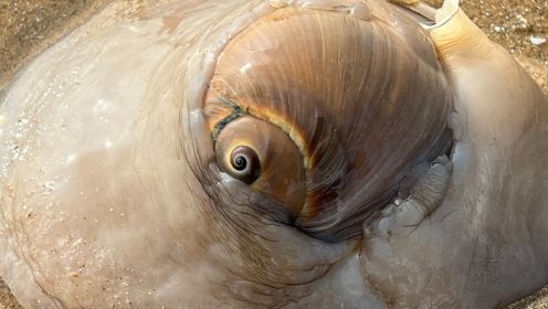 大海退潮后，大庆赶海发现猫眼螺藏在沙子里，还挖到完整大海葵