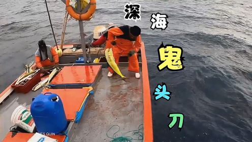 南美秘鲁深海延绳钓,用1000个鱼钩抓鬼头刀鱼,这才是高手