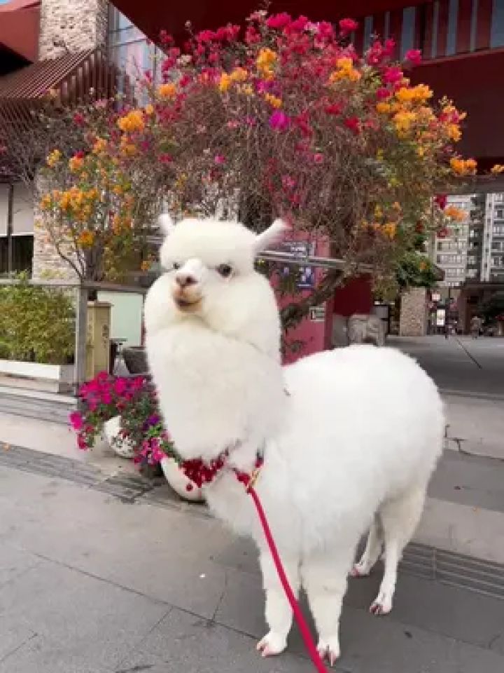 无美颜无滤镜 羊驼毛豆 试问还有谁#羊驼