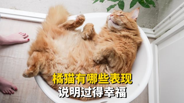 橘猫有这些表现,说明过得幸福