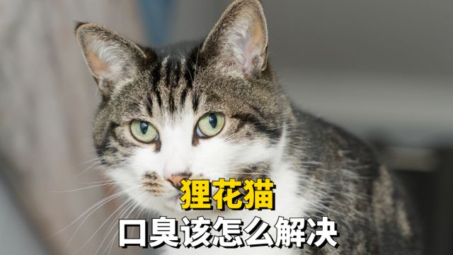 为什么狸花猫会口臭?该怎么解决?