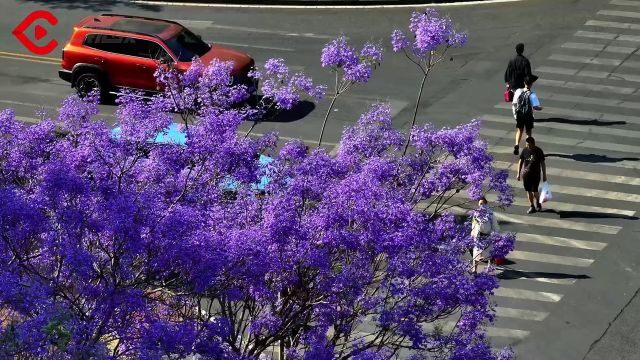 C视频|攀枝花的蓝花楹都开了,你还不来?