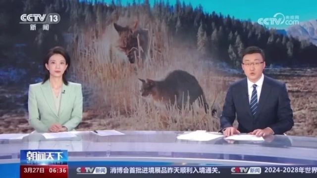 我国首次针对荒漠猫开启野外综合研究