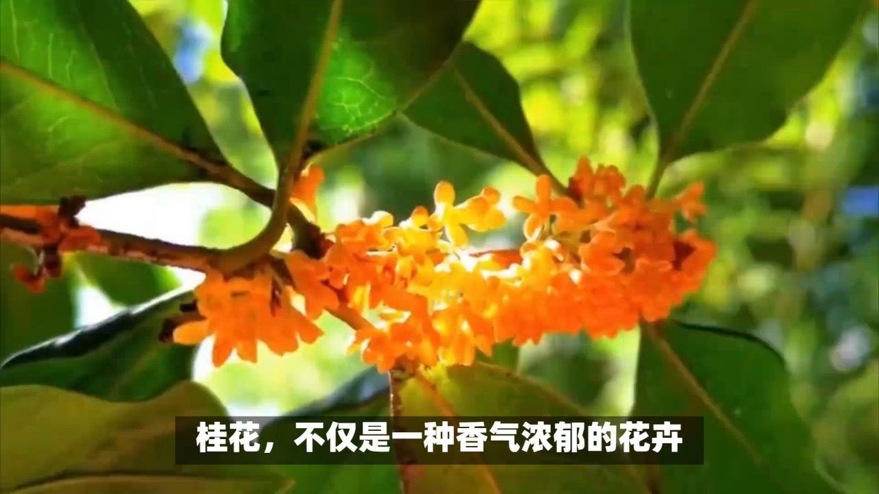 桂花食用方法,这4种你也会做