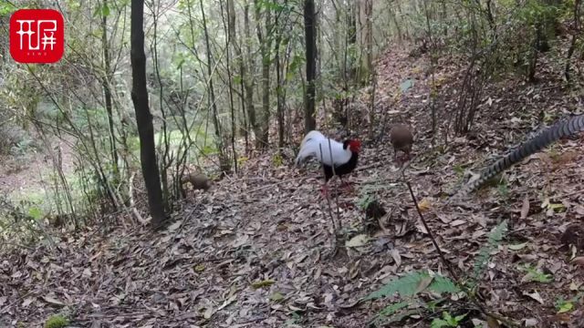 罕见!云南龙陵小黑山保护区首次拍到白鹇和白腹锦鸡同框画面