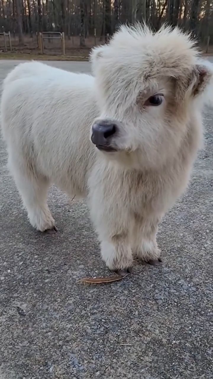 迷你高地奶牛