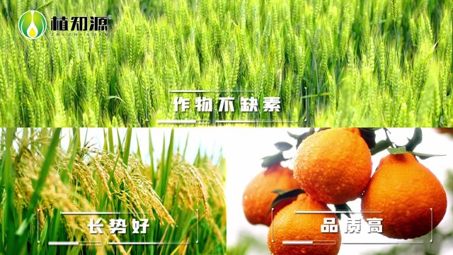 植知源豆磷脂肥 植力元:颗颗易水溶,粒粒皆套餐!植知源又搞大动作,国内首创双生物功能特肥上市啦!