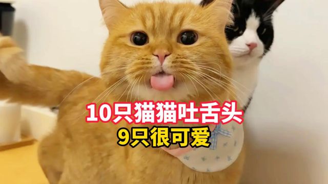 猫咪吐舌头能有多可爱?萌翻人了