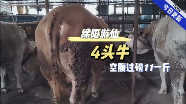 一起来看看!绵阳游仙4头育肥牛出栏,空腹过磅11一斤怎么样