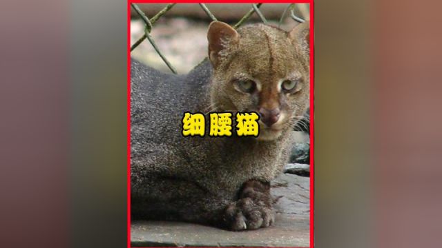 长得像猫又像豹子,被人们称为“半狮”,细腰猫到底是什么动物?