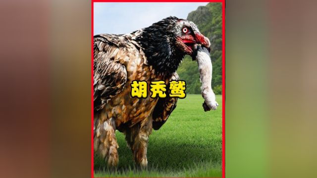 啃骨头比狗还厉害,能吞下8斤重的大骨,胡秃鹫为何这么牛?