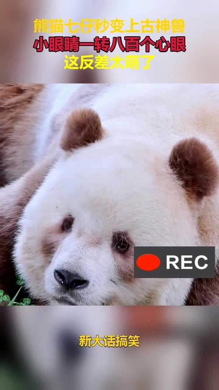 熊猫七仔秒变上古神兽,小眼睛一转八百个心眼,这反差太萌了!