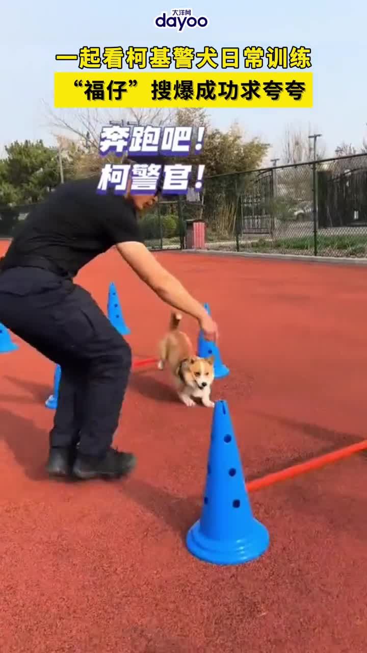 一起看柯基警犬日常训练,"福仔"搜爆成功求夸夸.#万物皆有灵