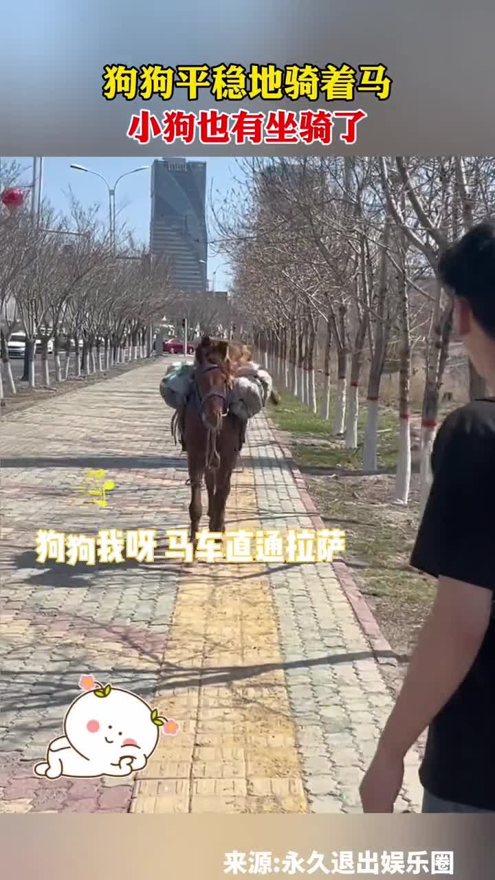 狗狗平稳地骑着马,小狗也有坐骑了 #狗狗的迷惑行为