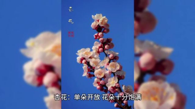 识图|被这个花花世界搞晕了?快来看赏花图鉴