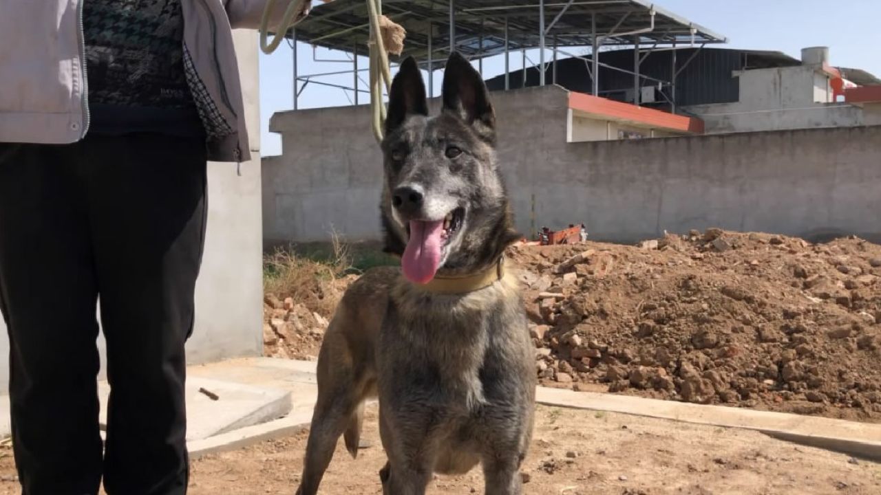 老血马犬图片图片